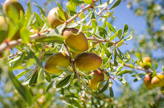 Secrets de beauté - l'huile d'argan