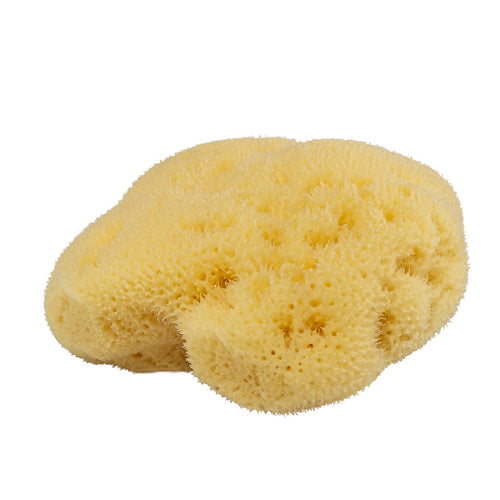 Eponge Naturelle Mer Méditerranée