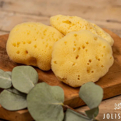 Eponge Naturelle Mer Méditerranée