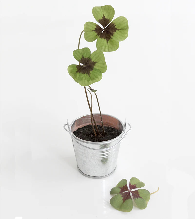 Trèfle à 4 feuilles à faire pousser